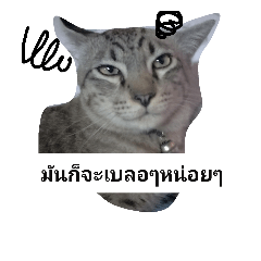 [LINEスタンプ] My cats are always funny.