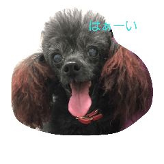 [LINEスタンプ] toy poodle-choko