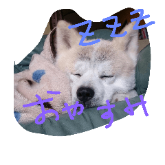 [LINEスタンプ] akita dog kotaro.