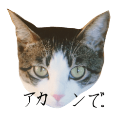 [LINEスタンプ] ソニーとマックス