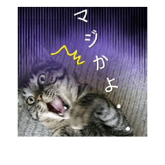 [LINEスタンプ] 我が家のわがままな猫たち(犬も)