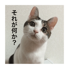 [LINEスタンプ] ニャンコでござる