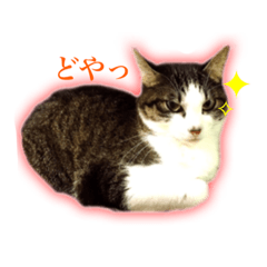 [LINEスタンプ] K家の猫達とお友達