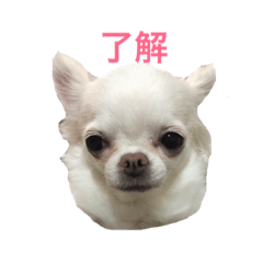 [LINEスタンプ] 藤本さん家