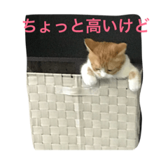 [LINEスタンプ] 犬と猫と文鳥