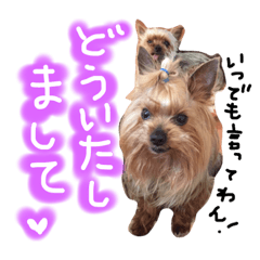 [LINEスタンプ] ヨークシャテリアのロン時々レオ