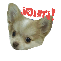 [LINEスタンプ] Chihuahua kawai