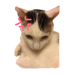 [LINEスタンプ] Mi loves angrily