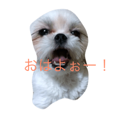 [LINEスタンプ] 北海道の犬