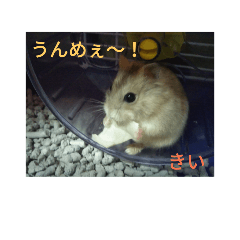 [LINEスタンプ] 小動物王国。