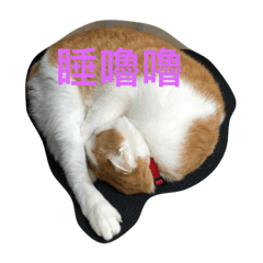 [LINEスタンプ] Salmon cat smile