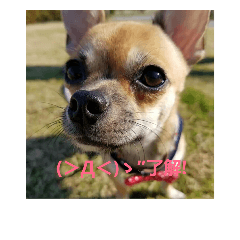 [LINEスタンプ] チワワ犬のスタンプ