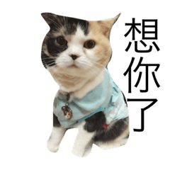 [LINEスタンプ] flowercat word