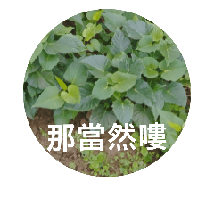 [LINEスタンプ] Sweet potatoes leaves recordの画像（メイン）
