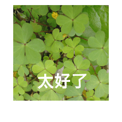 [LINEスタンプ] three leaf clover record