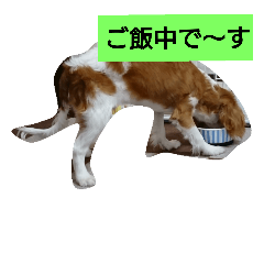 [LINEスタンプ] 犬の実写スタンプ