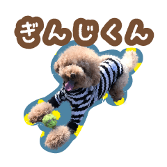 [LINEスタンプ] ぎんじくん