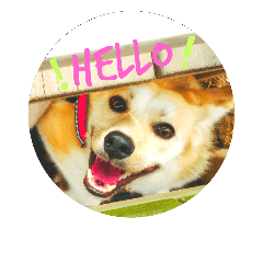 [LINEスタンプ] 我が家の愛犬ゾーイのスタンプ①