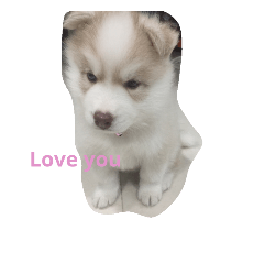 [LINEスタンプ] cubedogSiberian Husky