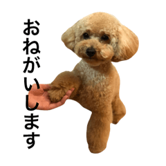 [LINEスタンプ] トイプードルのさくらちゃん