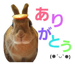 [LINEスタンプ] うさぎのココア