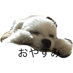 [LINEスタンプ] すだいとらいむ