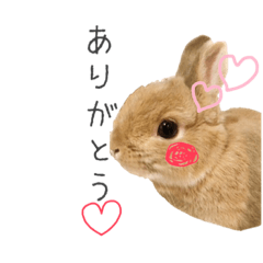 [LINEスタンプ] うさぎの芋と米 2