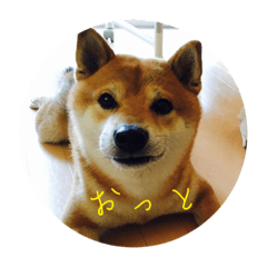 [LINEスタンプ] Shibainu Ren-kun