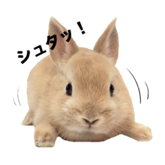 [LINEスタンプ] オニュうさぎと仲間たち