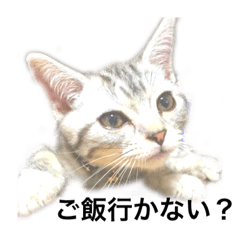 [LINEスタンプ] 気ままな猫達1