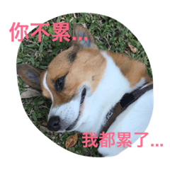 [LINEスタンプ] The two corgis_the third！