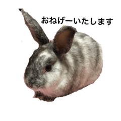 [LINEスタンプ] ウサギのチップ