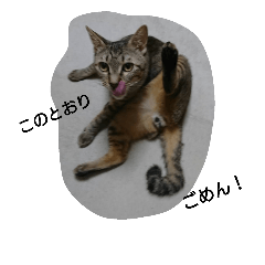 [LINEスタンプ] にゃんこでにゃんでも返しとけ