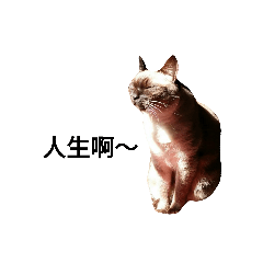 [LINEスタンプ] Siamese cat from taiwan -2