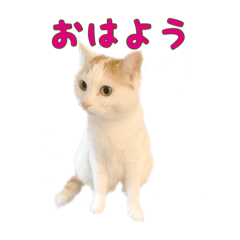 [LINEスタンプ] みゃーの日常