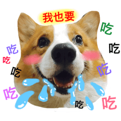 [LINEスタンプ] Greedy corgi is me