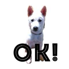 [LINEスタンプ] 犬ぎんちゃんのひとり言