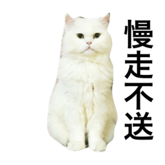 [LINEスタンプ] White cat PICHYOU