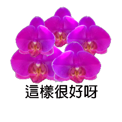 [LINEスタンプ] butterfly orchid flower combinationの画像（メイン）