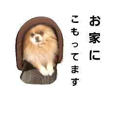 [LINEスタンプ] 老犬ポメラニアンのぬかった日常