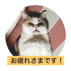 [LINEスタンプ] めーめー大佐のつぶやき手帳【丁寧編】