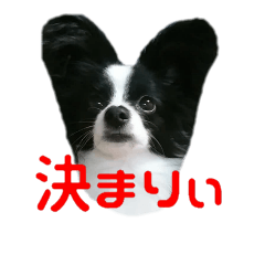 [LINEスタンプ] パピヨン 白黒カラー