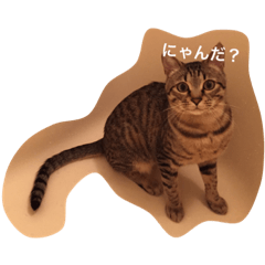 [LINEスタンプ] ダダさん