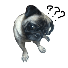 [LINEスタンプ] pug style