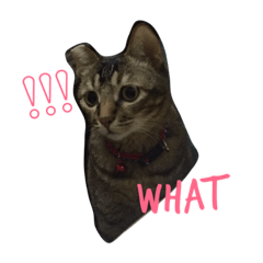 [LINEスタンプ] CatCatCatttt2