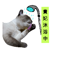 [LINEスタンプ] Siamese cat from taiwan -5