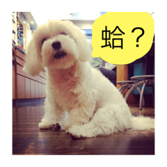 [LINEスタンプ] dogdogwowwow