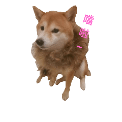 [LINEスタンプ] Shiba. Elle