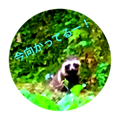 [LINEスタンプ] 動物写真