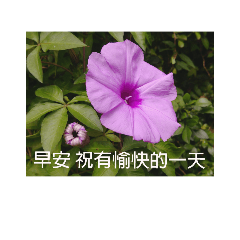 [LINEスタンプ] Morning glory flower photo record
